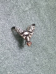 Pseudodyscrasis scutellaris