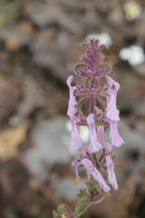 Stachys keerlii