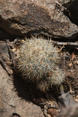 Escobaria organensis