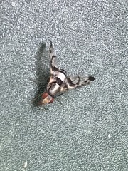 Pseudodyscrasis scutellaris