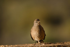 Cercotrichas coryphoeus