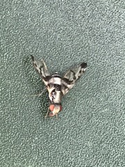 Pseudodyscrasis scutellaris