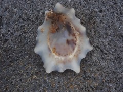 Patelloida saccharina