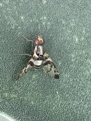 Pseudodyscrasis scutellaris