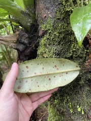 Elaphoglossum crinitum