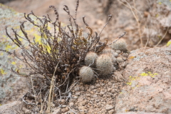 Escobaria organensis