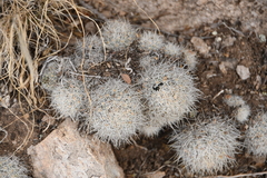 Escobaria organensis