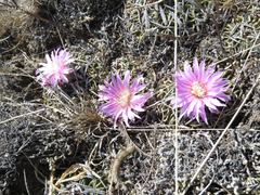 Echinofossulocactus lamellosus