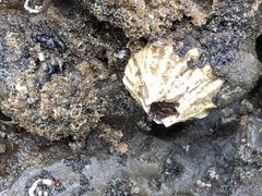 Semibalanus cariosus