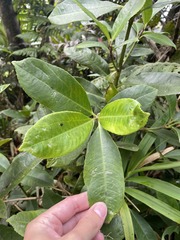 Hedyosmum arborescens