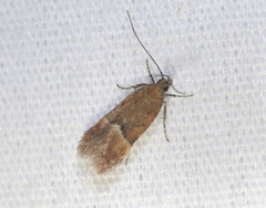 Eudactylota iobapta