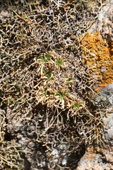 Draba standleyi