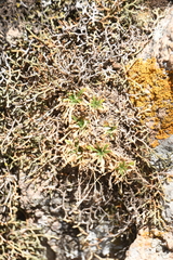 Draba standleyi