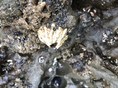 Semibalanus cariosus