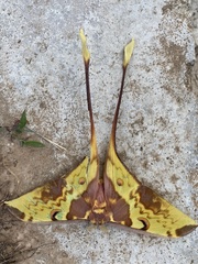 Actias maenas