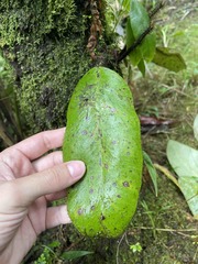 Elaphoglossum crinitum