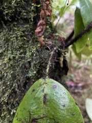 Elaphoglossum crinitum