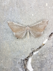 Macrosoma rubedinaria