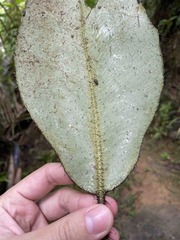 Elaphoglossum crinitum