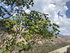 Astronium graveolens