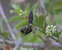 Zelus janus