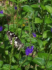 Papilio demoleus malayanus