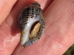 Acanthinucella punctulata