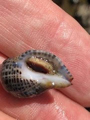 Acanthinucella punctulata