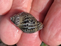 Acanthinucella punctulata
