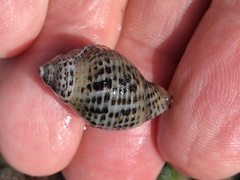 Acanthinucella punctulata