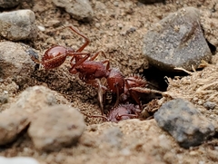 Pogonomyrmex occidentalis