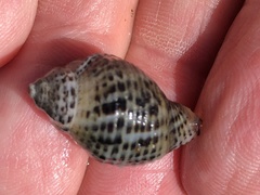 Acanthinucella punctulata
