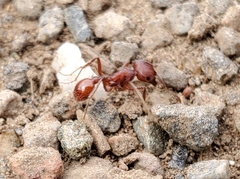 Pogonomyrmex occidentalis
