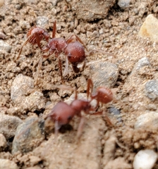 Pogonomyrmex occidentalis