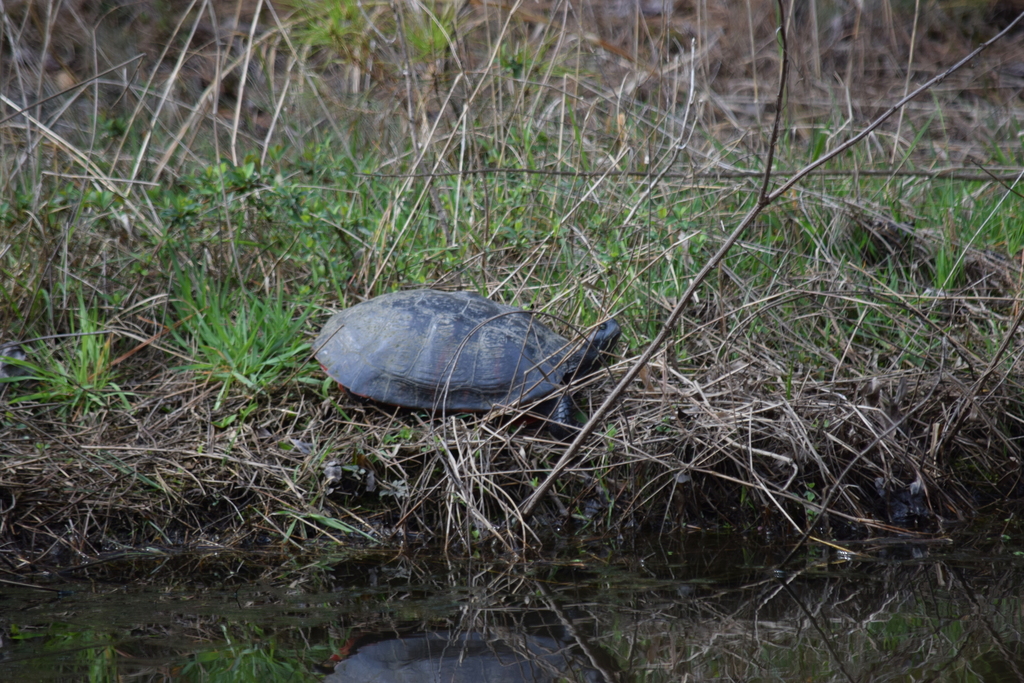 Northern Red-bellied Cooter from Sussex County, DE, USA on March 25 ...