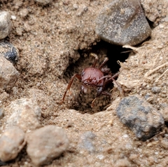 Pogonomyrmex occidentalis