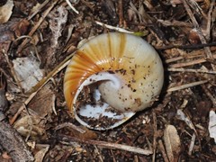 Xanthomelon pachystylum