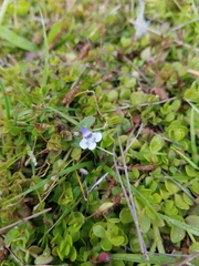 Lindernia grandiflora