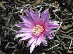 Echinofossulocactus lamellosus