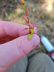 Hypericum involutum