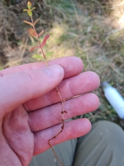 Hypericum involutum