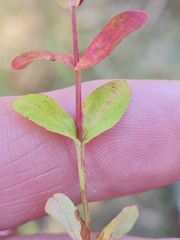 Hypericum involutum