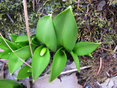 Erythronium tuolumnense