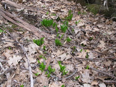 Erythronium tuolumnense