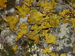 Lasallia pensylvanica