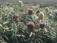 Banksia speciosa