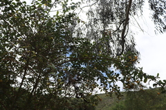 Magnoliopsida