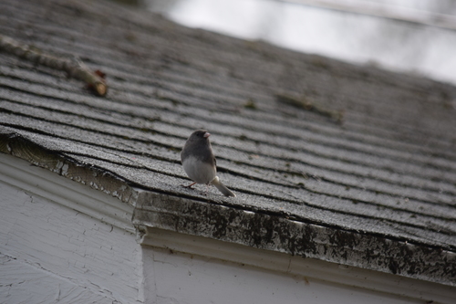 Dark-eyed Junco photographed in Delaware