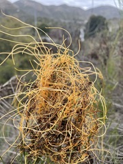 Cuscuta psorothamnensis