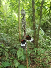 Heliconius sapho sapho